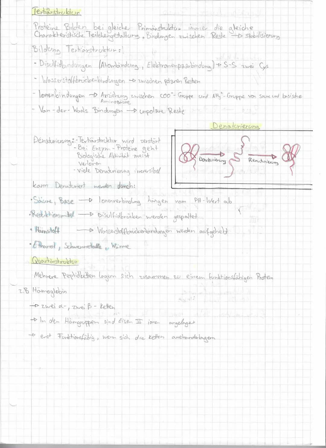 A
NN-C-C-0-4
1
H
H
Peptid bindung
Gly
101
H
1
4
R₁
(R3)
(R7)
Proteine sind aus den
aufgebaut, 8 esserelle
H
=
H
C-
Kondensation
-Dentsteht W