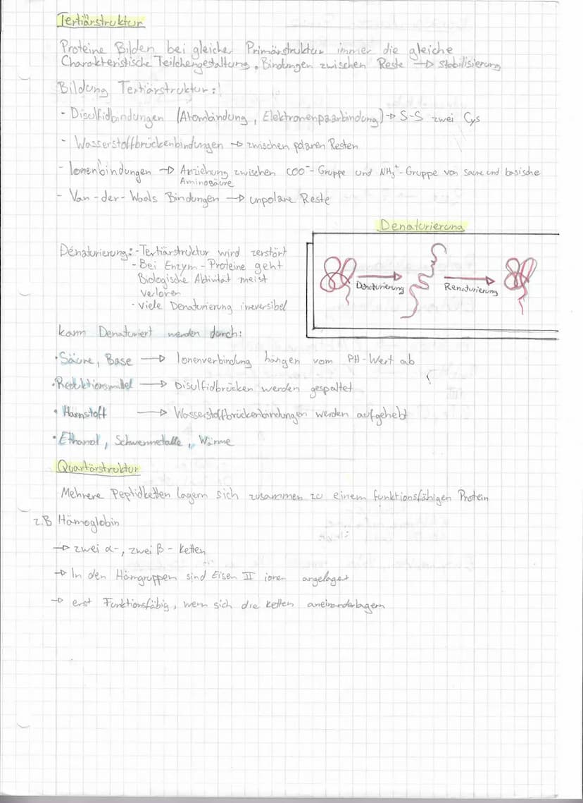 A
NN-C-C-0-4
1
H
H
Peptid bindung
Gly
101
H
1
4
R₁
(R3)
(R7)
Proteine sind aus den
aufgebaut, 8 esserelle
H
=
H
C-
Kondensation
-Dentsteht W
