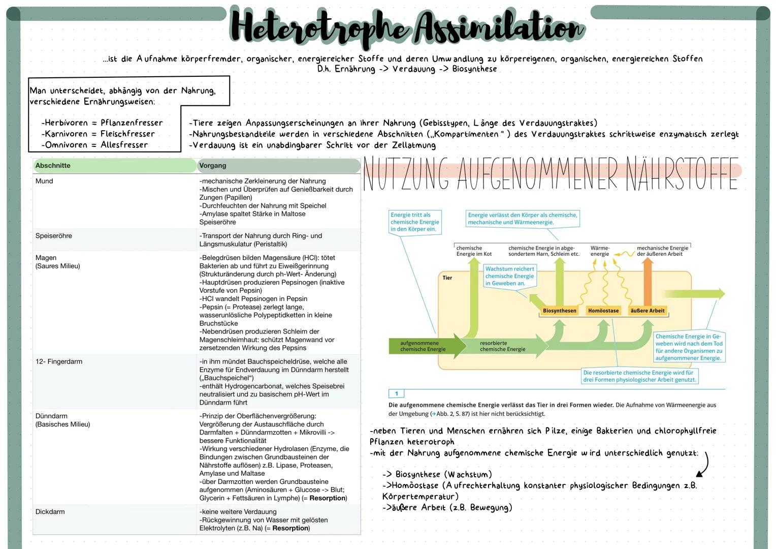 # Heterotrophe Assimilation

...ist die A ufnahme körperfremder, organischer, energiereicher Stoffe und deren Umwandlung zu körpereigenen, o