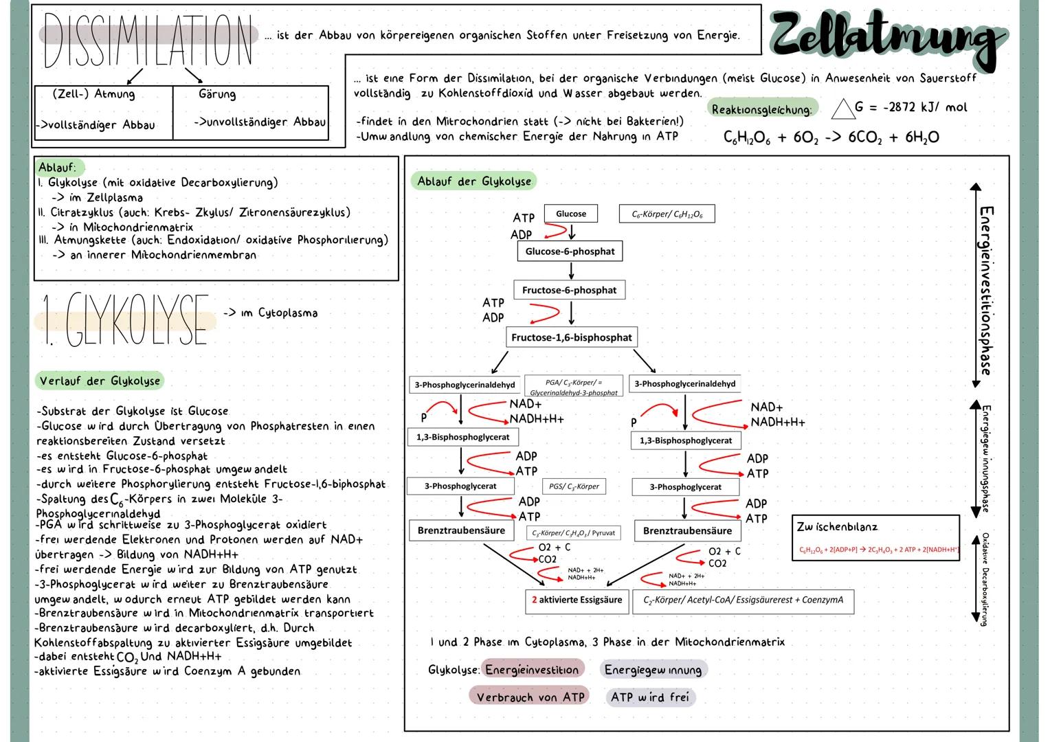 # Heterotrophe Assimilation

...ist die A ufnahme körperfremder, organischer, energiereicher Stoffe und deren Umwandlung zu körpereigenen, o