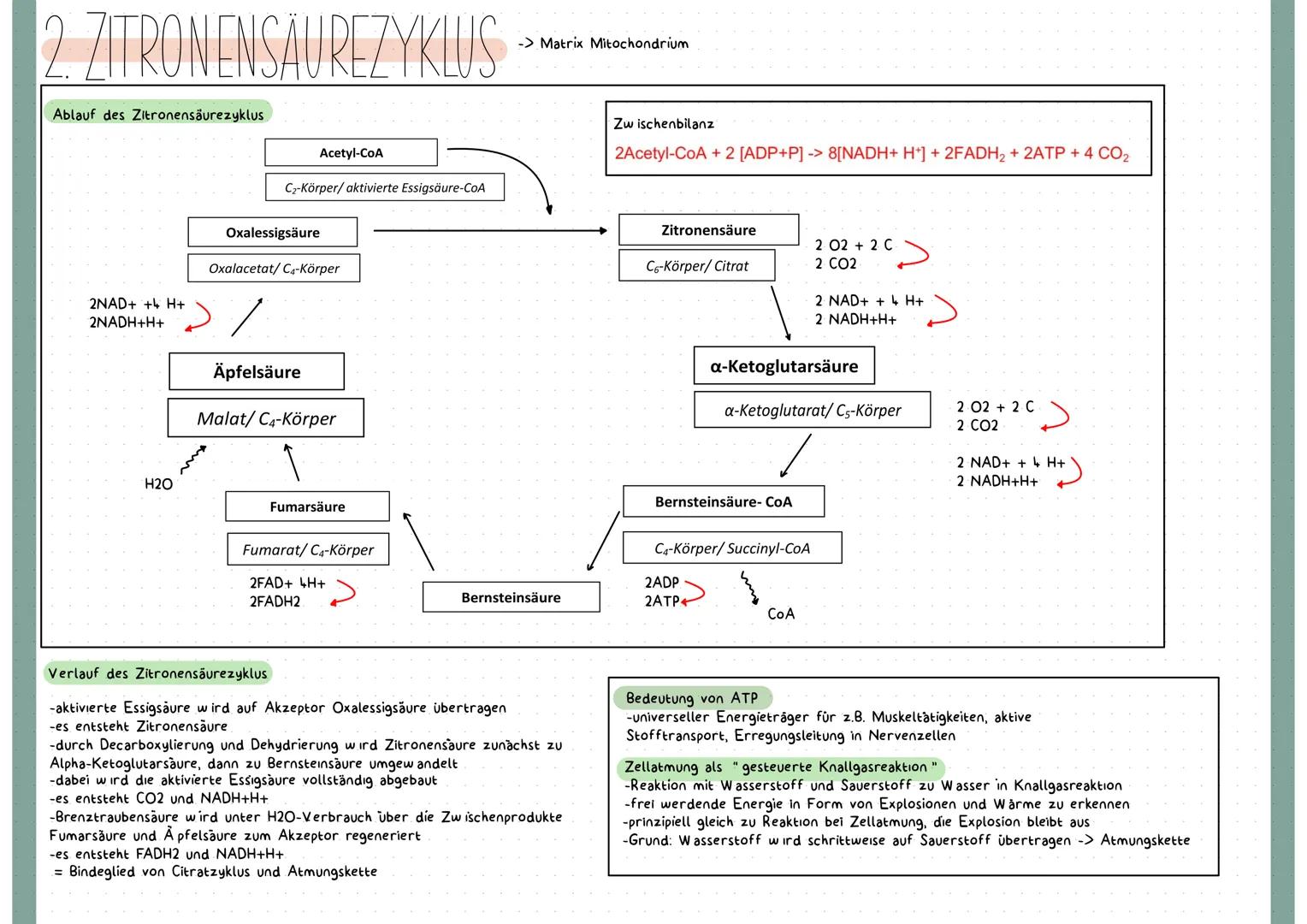 # Heterotrophe Assimilation

...ist die A ufnahme körperfremder, organischer, energiereicher Stoffe und deren Umwandlung zu körpereigenen, o