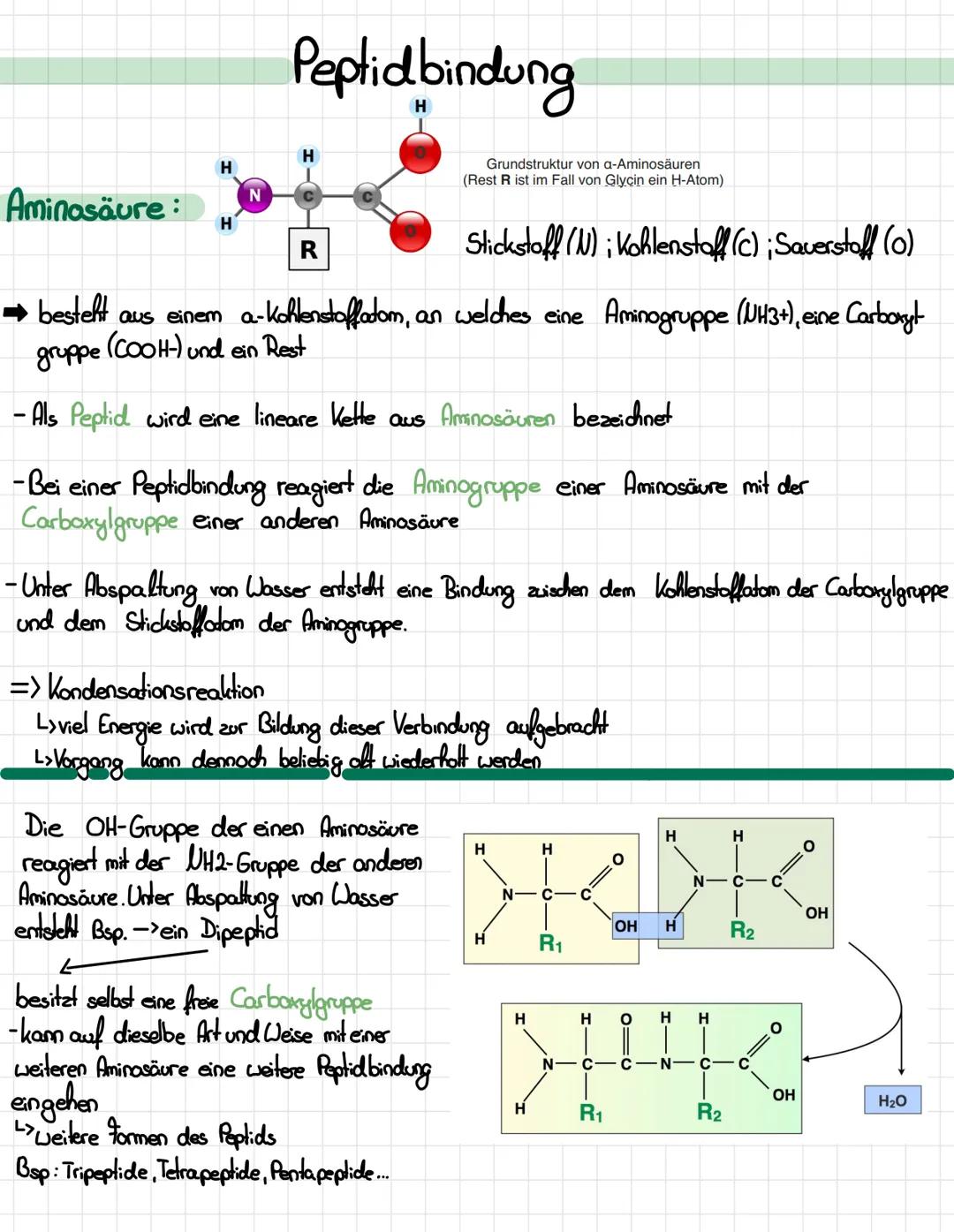 H
Grundstruktur von a-Aminosäuren
(Rest R ist im Fall von Glycin ein H-Atom)
Stickstoff (N); Kohlenstoff (C); Sauerstoff (0)
➡besteht aus ei
