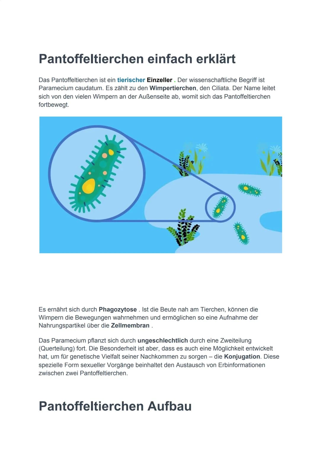 Pantoffeltierchen einfach erklärt
Das Pantoffeltierchen ist ein tierischer Einzeller. Der wissenschaftliche Begriff ist
Paramecium caudatum.
