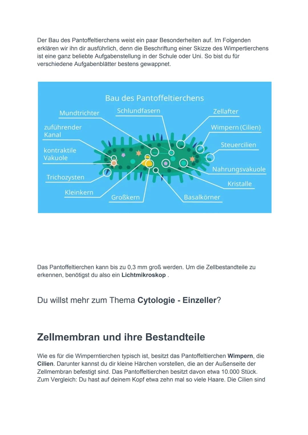 Pantoffeltierchen einfach erklärt
Das Pantoffeltierchen ist ein tierischer Einzeller. Der wissenschaftliche Begriff ist
Paramecium caudatum.