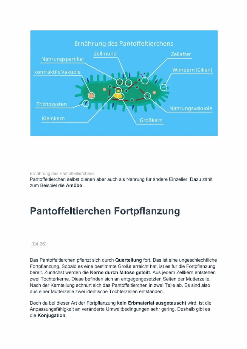 Pantoffeltierchen einfach erklärt
Das Pantoffeltierchen ist ein tierischer Einzeller. Der wissenschaftliche Begriff ist
Paramecium caudatum.