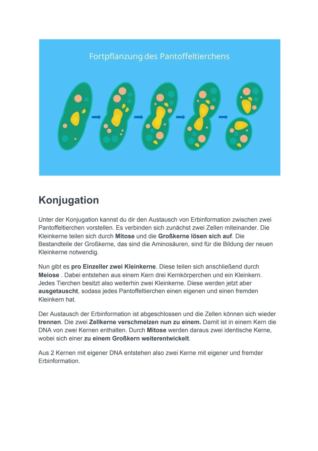 Pantoffeltierchen einfach erklärt
Das Pantoffeltierchen ist ein tierischer Einzeller. Der wissenschaftliche Begriff ist
Paramecium caudatum.