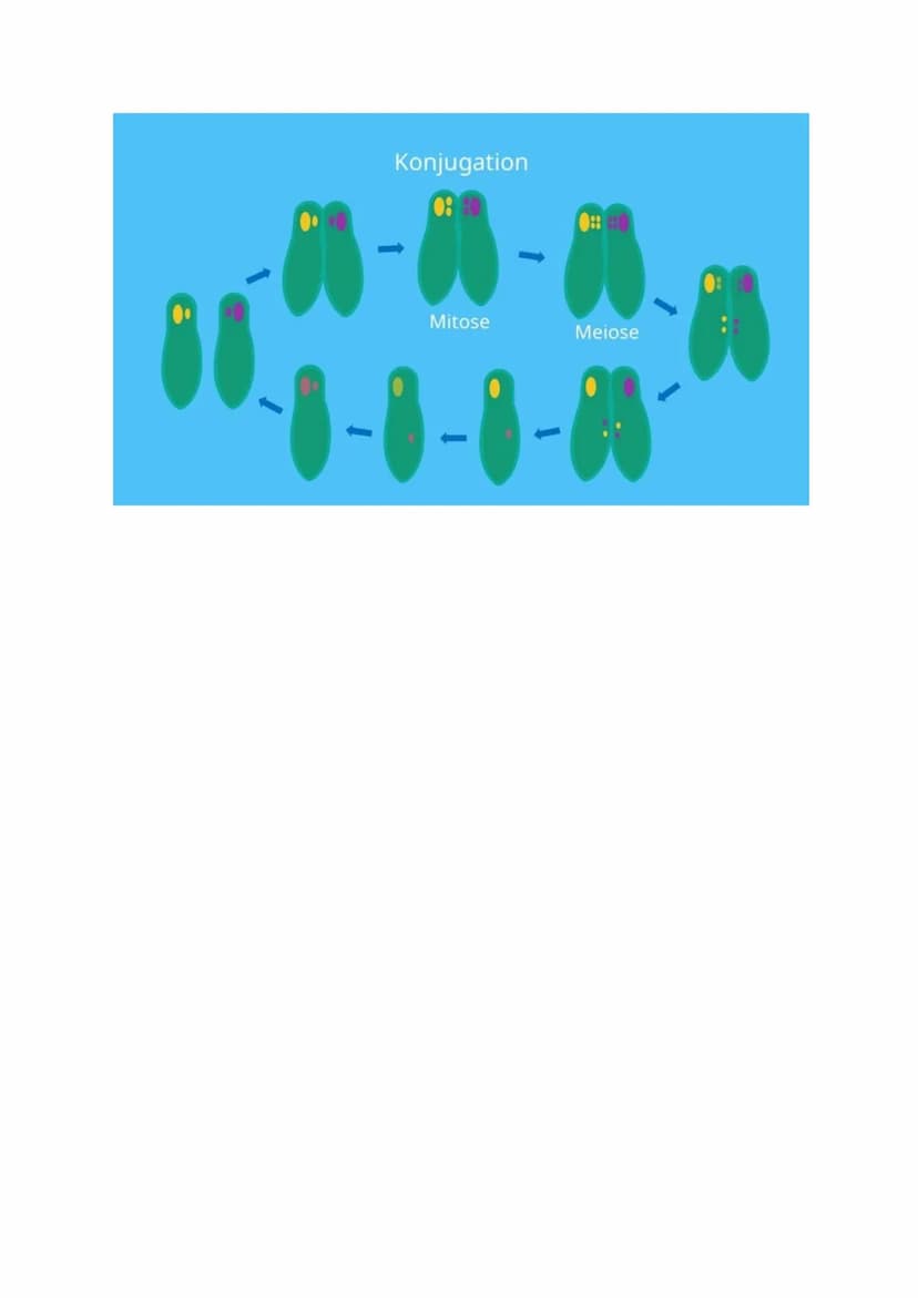 Pantoffeltierchen einfach erklärt
Das Pantoffeltierchen ist ein tierischer Einzeller. Der wissenschaftliche Begriff ist
Paramecium caudatum.