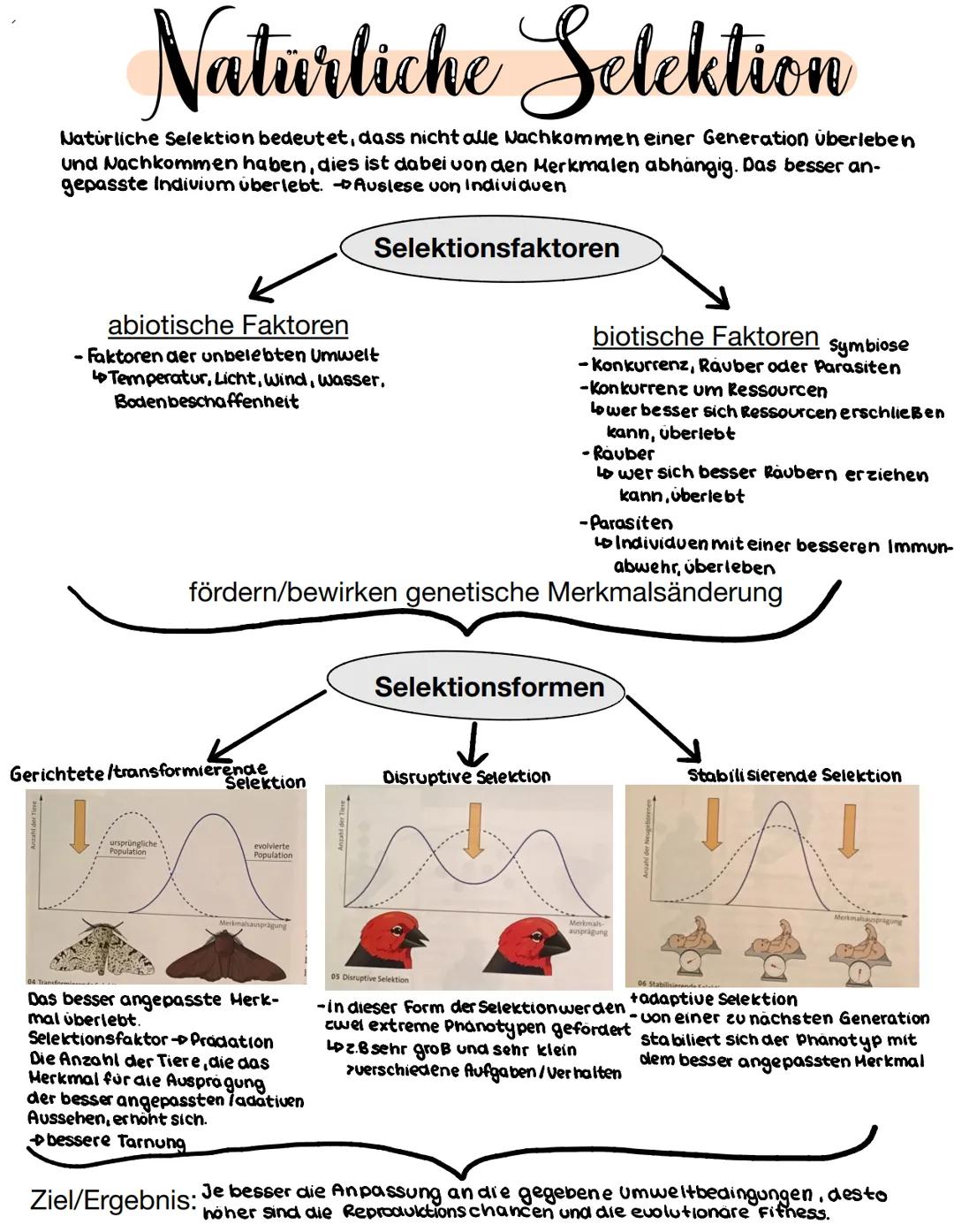 # Naturliche Selektion

Naturliche Selektion bedeutet, dass nicht alle Nachkommen einer Generation überleben
Und Nachkommen haben, dies ist 