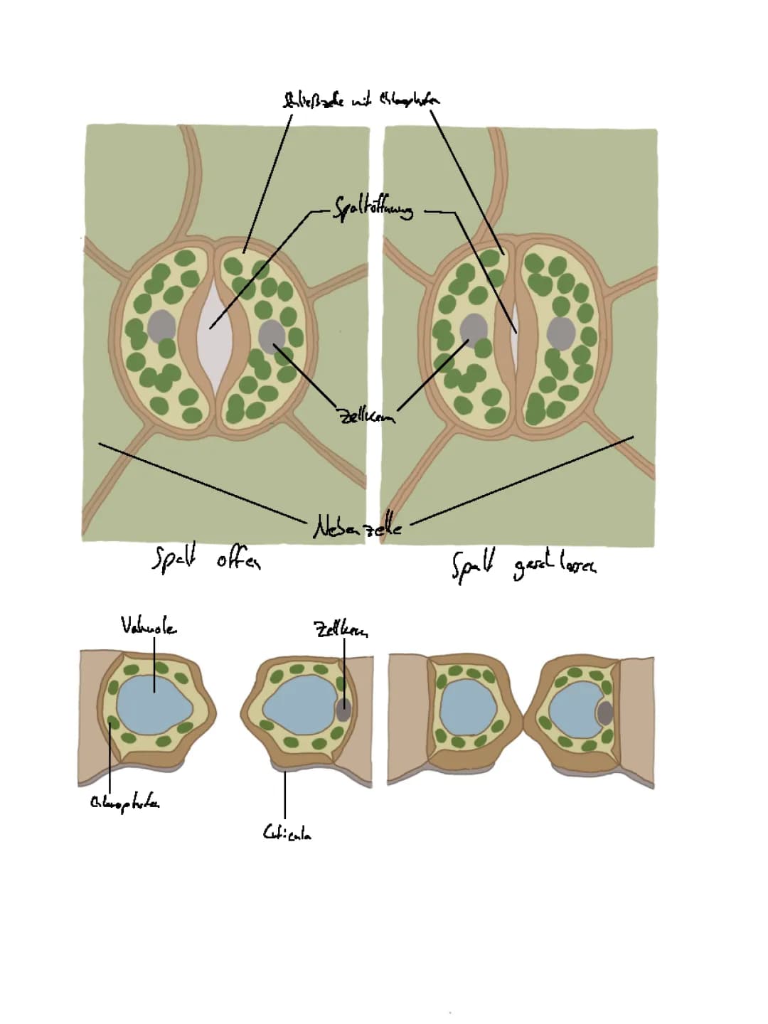 Schema Spaltöffnung