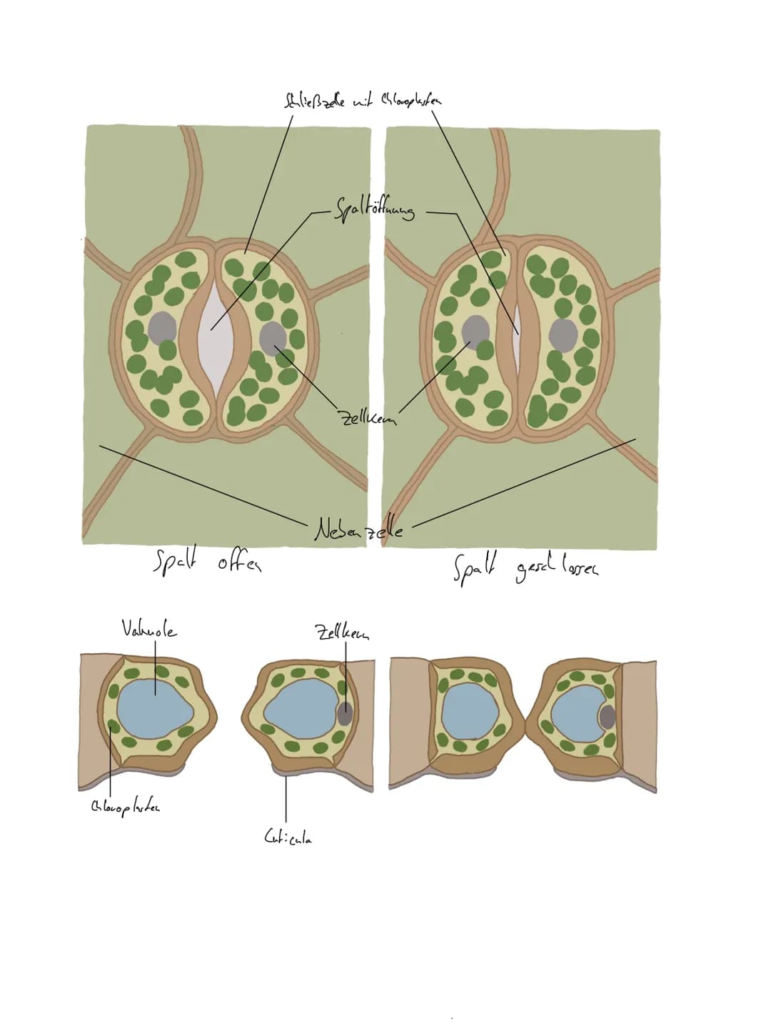 Spalt offen
Vakuole
Chloroplasten
Schließzelle mit Chloroplasten
-Spaltöttuung
Cuticula
Zellkem
Nebenzelle
Zellkern
Spalt gesch lover