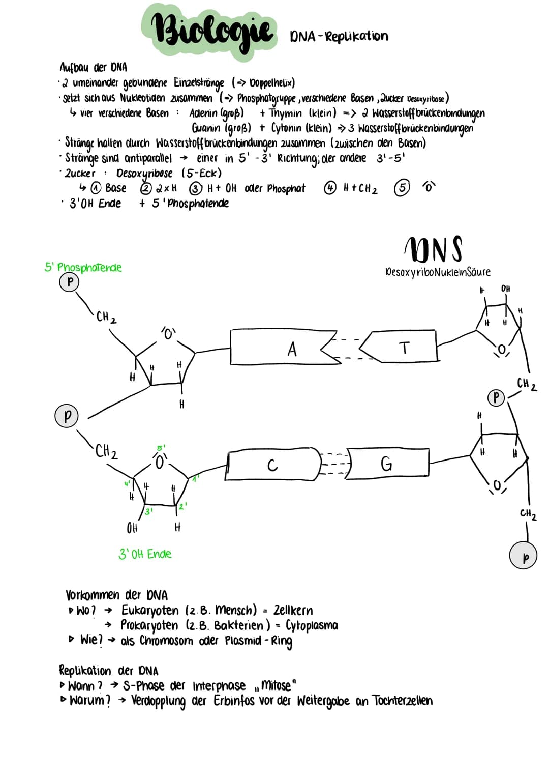 Aufbau der DNA
-2 umeinander gebundene Einzelstränge (> Doppelhelix)
- setzt sich aus Nukleotiden zusammen (=> Phosphatgruppe, verschiedene 