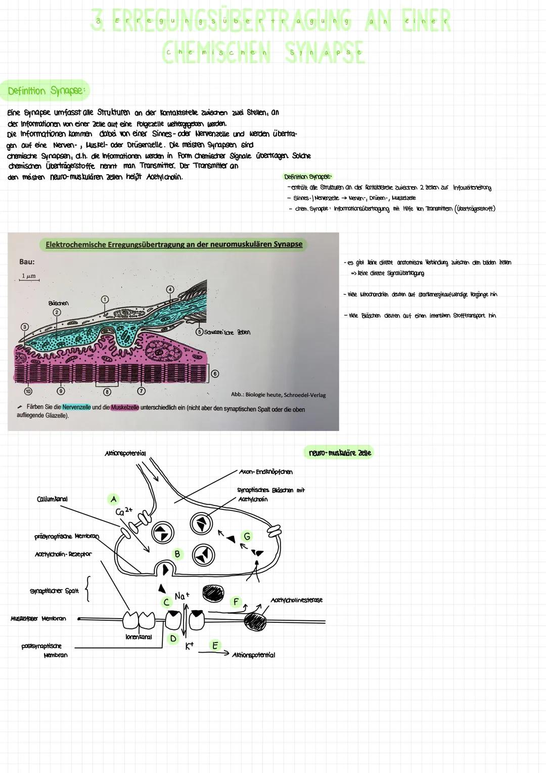 [mV]
-68-
-70-
-72-
Ob ein Transmitter die postsyn. Membran depolarisiert oder hyperpolarisiert hängt vom Rezeptortyp ala
Je nach lonenkanal