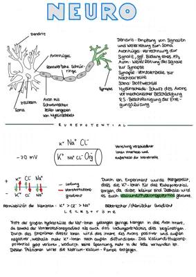 Know Biologie LK Abilernzettel Q3 Hessen thumbnail