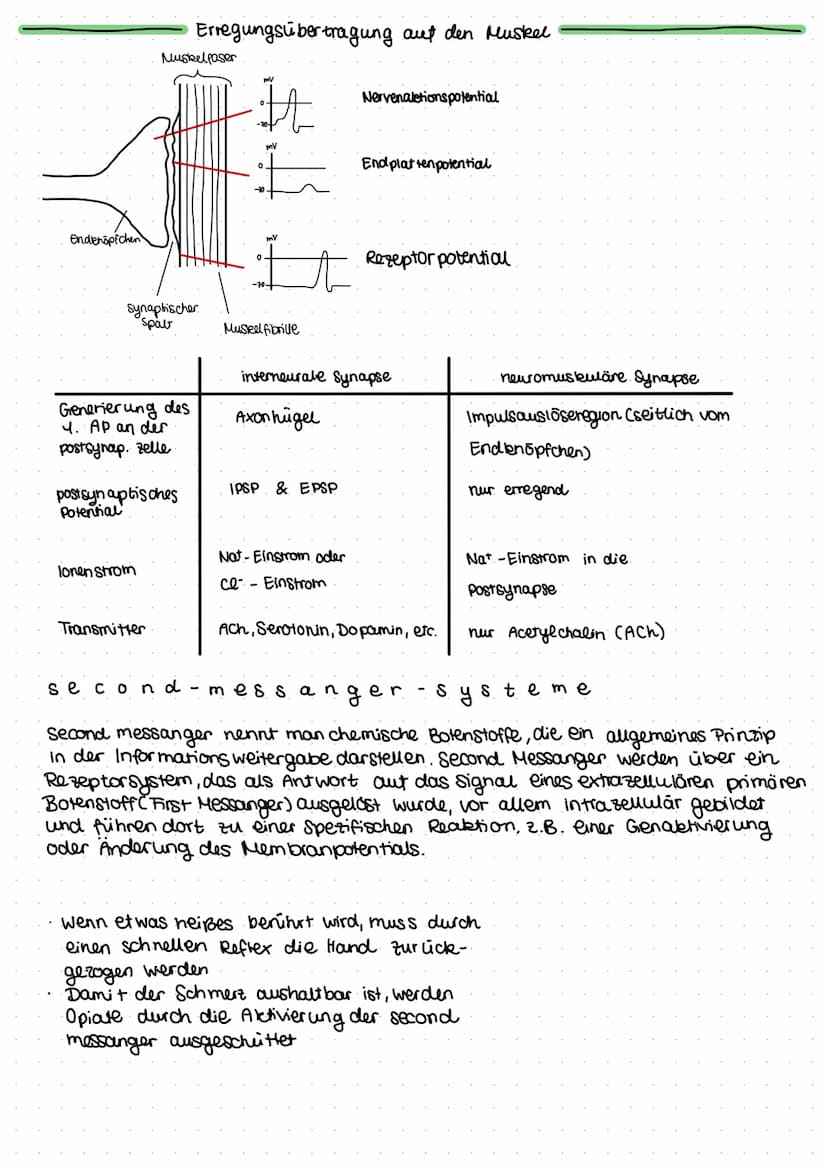 +
Dendrit
zeukern
Soma
-70 mV
K+ CL Nat
# # #
K+ CL
Na+
NEURO
Axonnigel
Rannvier'sche Schnür-/o
ringe
Axon mit
Schwannschen.
Zellen
umgeben
