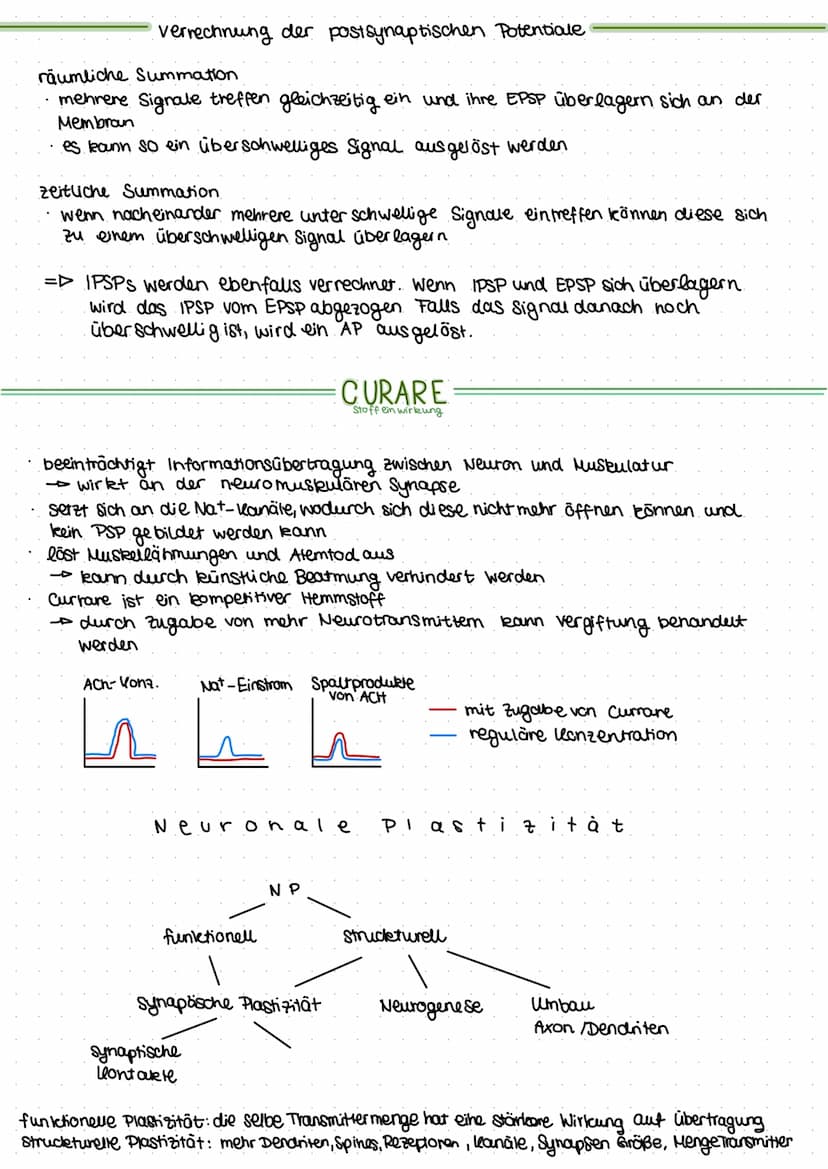 +
Dendrit
zeukern
Soma
-70 mV
K+ CL Nat
# # #
K+ CL
Na+
NEURO
Axonnigel
Rannvier'sche Schnür-/o
ringe
Axon mit
Schwannschen.
Zellen
umgeben
