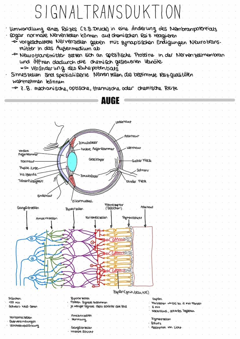 +
Dendrit
zeukern
Soma
-70 mV
K+ CL Nat
# # #
K+ CL
Na+
NEURO
Axonnigel
Rannvier'sche Schnür-/o
ringe
Axon mit
Schwannschen.
Zellen
umgeben
