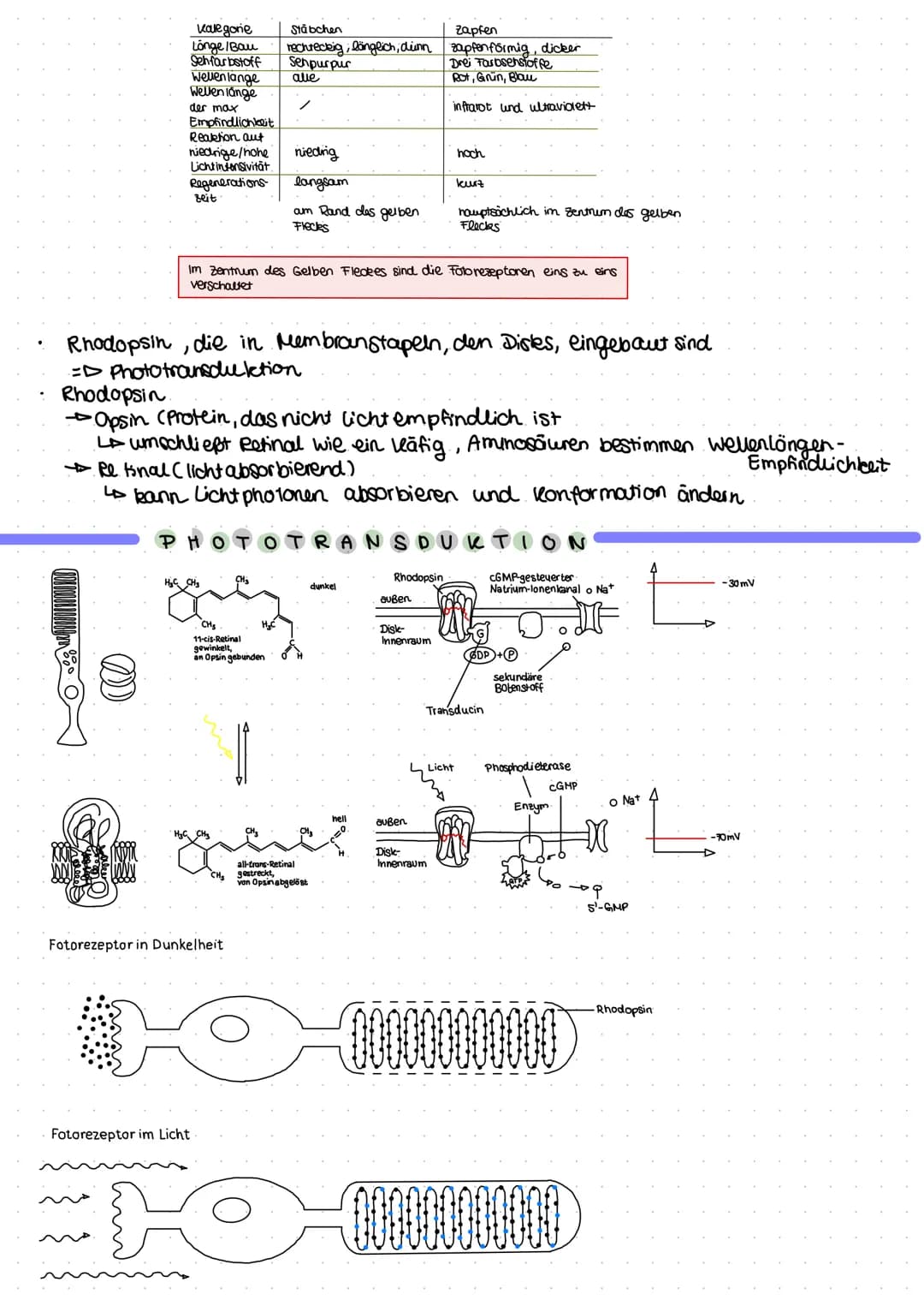 +
Dendrit
zeukern
Soma
-70 mV
K+ CL Nat
# # #
K+ CL
Na+
NEURO
Axonnigel
Rannvier'sche Schnür-/o
ringe
Axon mit
Schwannschen.
Zellen
umgeben
