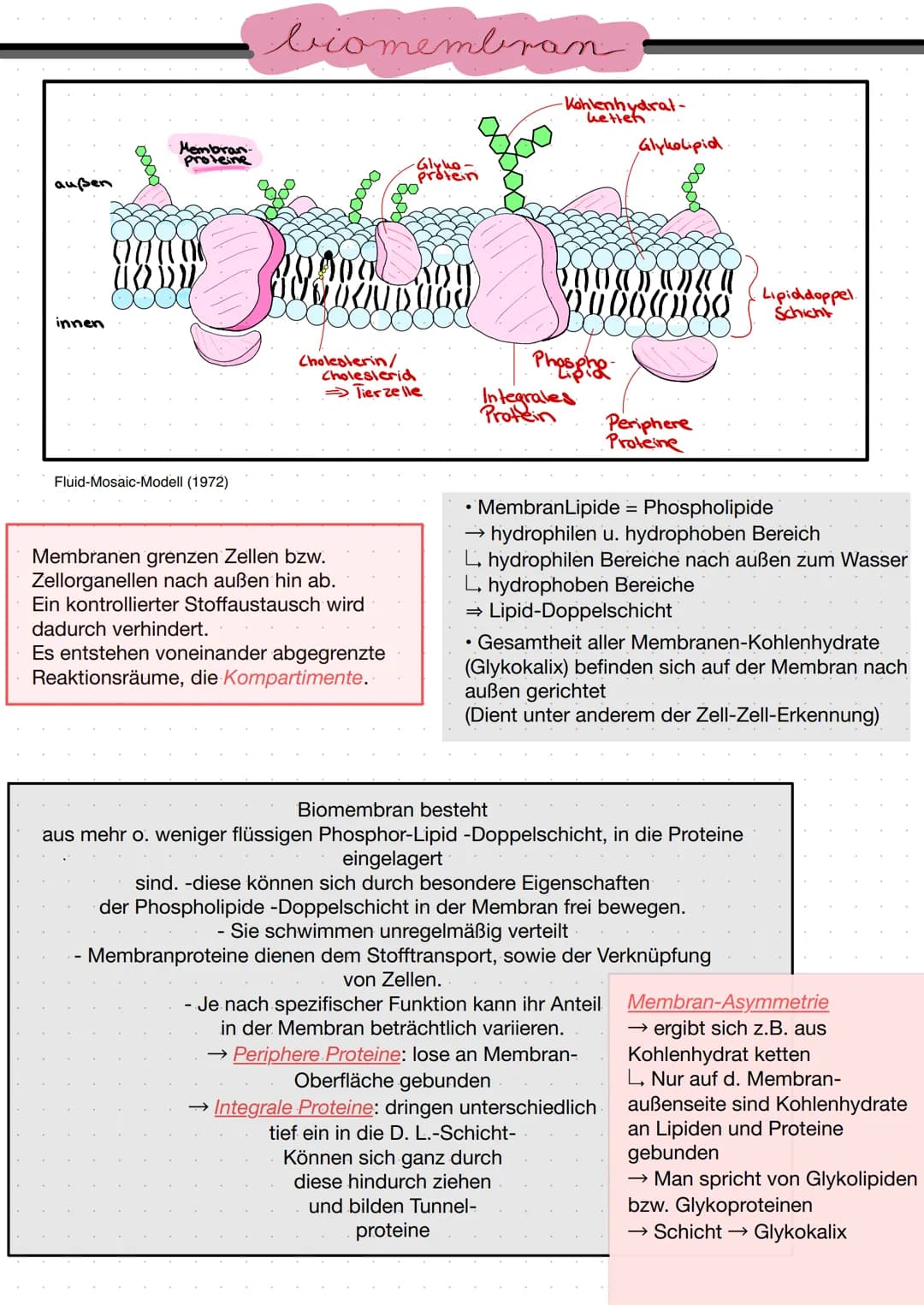 außen
innen
000
Membran
proteine
m
URDU
Fluid-Mosaic-Modell (1972)
biomembran
390000 1089
Cholesterin/
Choleslerid
Tierzelle
Membranen grenz