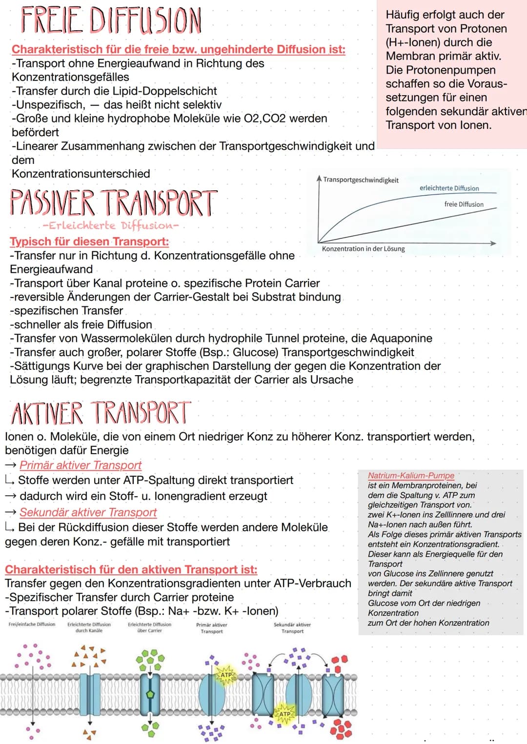 außen
innen
000
Membran
proteine
m
URDU
Fluid-Mosaic-Modell (1972)
biomembran
390000 1089
Cholesterin/
Choleslerid
Tierzelle
Membranen grenz