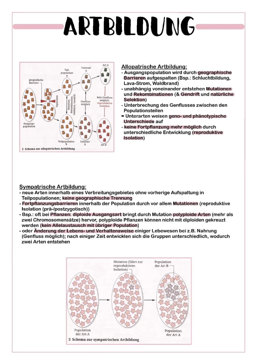 Artbildung
