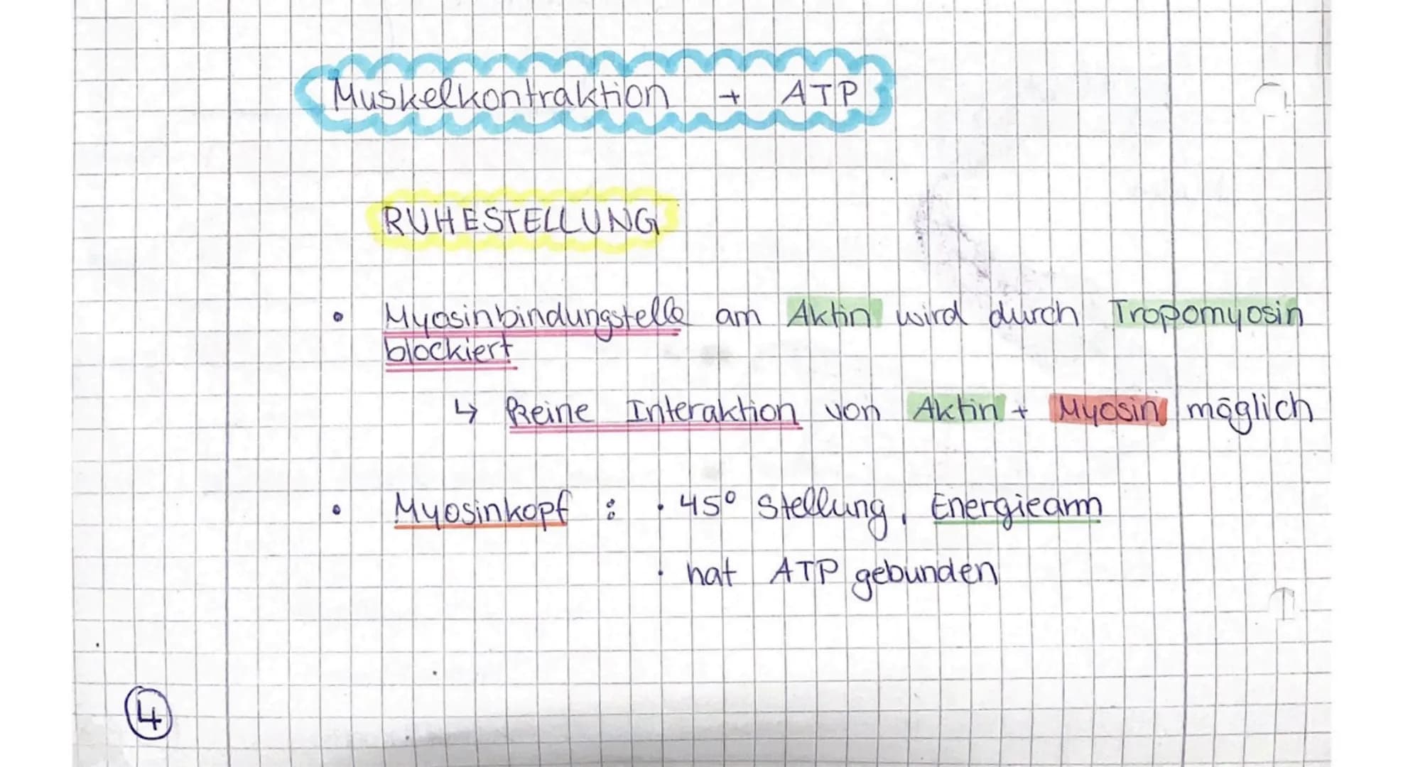 skeluch
Muskelkontraktion.
0
RUHESTELLUNG
FEC
ΙΑΤΡ
Myosinbindungstelle am Aktin wird durch Tropomyosin
blockiert
↳ Reine Interaktion von Akt