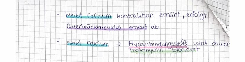 skeluch
Muskelkontraktion.
0
RUHESTELLUNG
FEC
ΙΑΤΡ
Myosinbindungstelle am Aktin wird durch Tropomyosin
blockiert
↳ Reine Interaktion von Akt