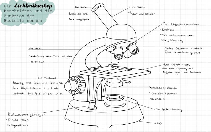 - Freitag / Samstag
Samstag / Sonntag
• Sonntag / Montag
Biologie Test
- ein Lichtmikroskop beschriften und die Funktion der Bauteile nennen
