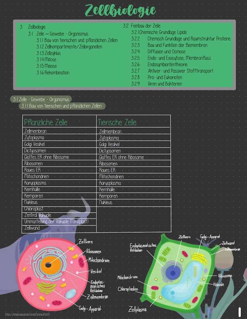  3 Zellbiologie
3.1 Zelle - Gewebe - Organismus
3.11 Bau von tierischen und pflanzlichen Zellen
Zellkompartimente/Zellorganellen
3.1.2
3.13 