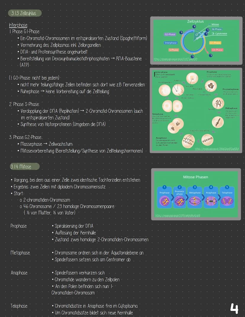  3 Zellbiologie
3.1 Zelle - Gewebe - Organismus
3.11 Bau von tierischen und pflanzlichen Zellen
Zellkompartimente/Zellorganellen
3.1.2
3.13 