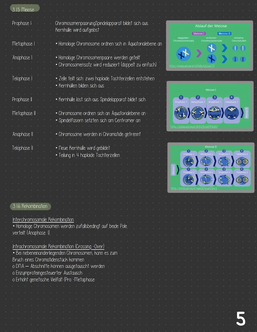  3 Zellbiologie
3.1 Zelle - Gewebe - Organismus
3.11 Bau von tierischen und pflanzlichen Zellen
Zellkompartimente/Zellorganellen
3.1.2
3.13 