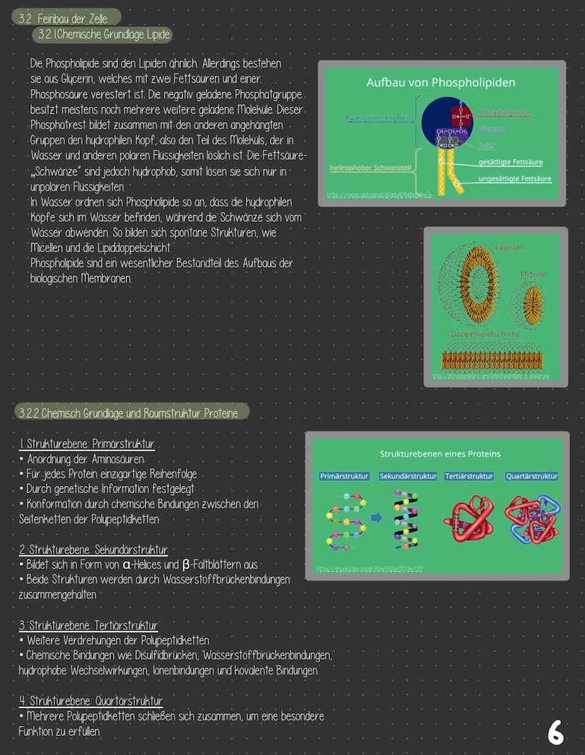  3 Zellbiologie
3.1 Zelle - Gewebe - Organismus
3.11 Bau von tierischen und pflanzlichen Zellen
Zellkompartimente/Zellorganellen
3.1.2
3.13 