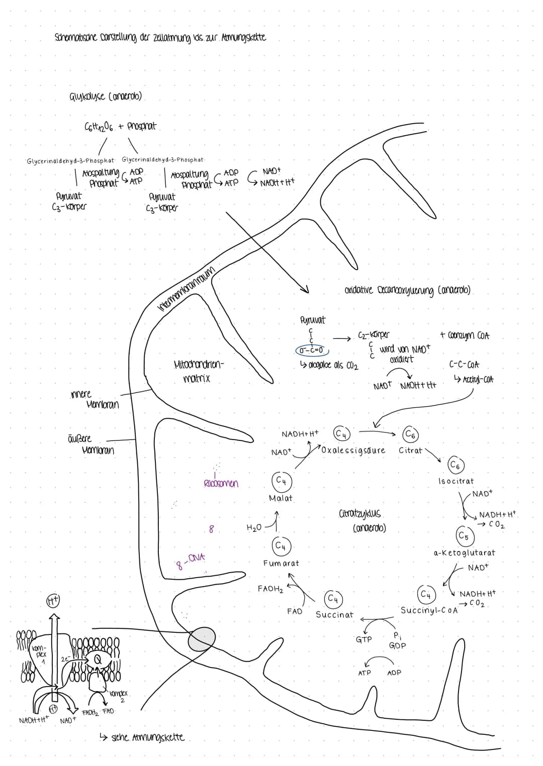 BIOLOGICARBEIT
am 07.12 22 BIOLOGICARBEIT am 07.12 22.
THema Enzyme in Struktur- und Funktionsbeziehungen
- Enzyme als Biokatalysatoren
Defi