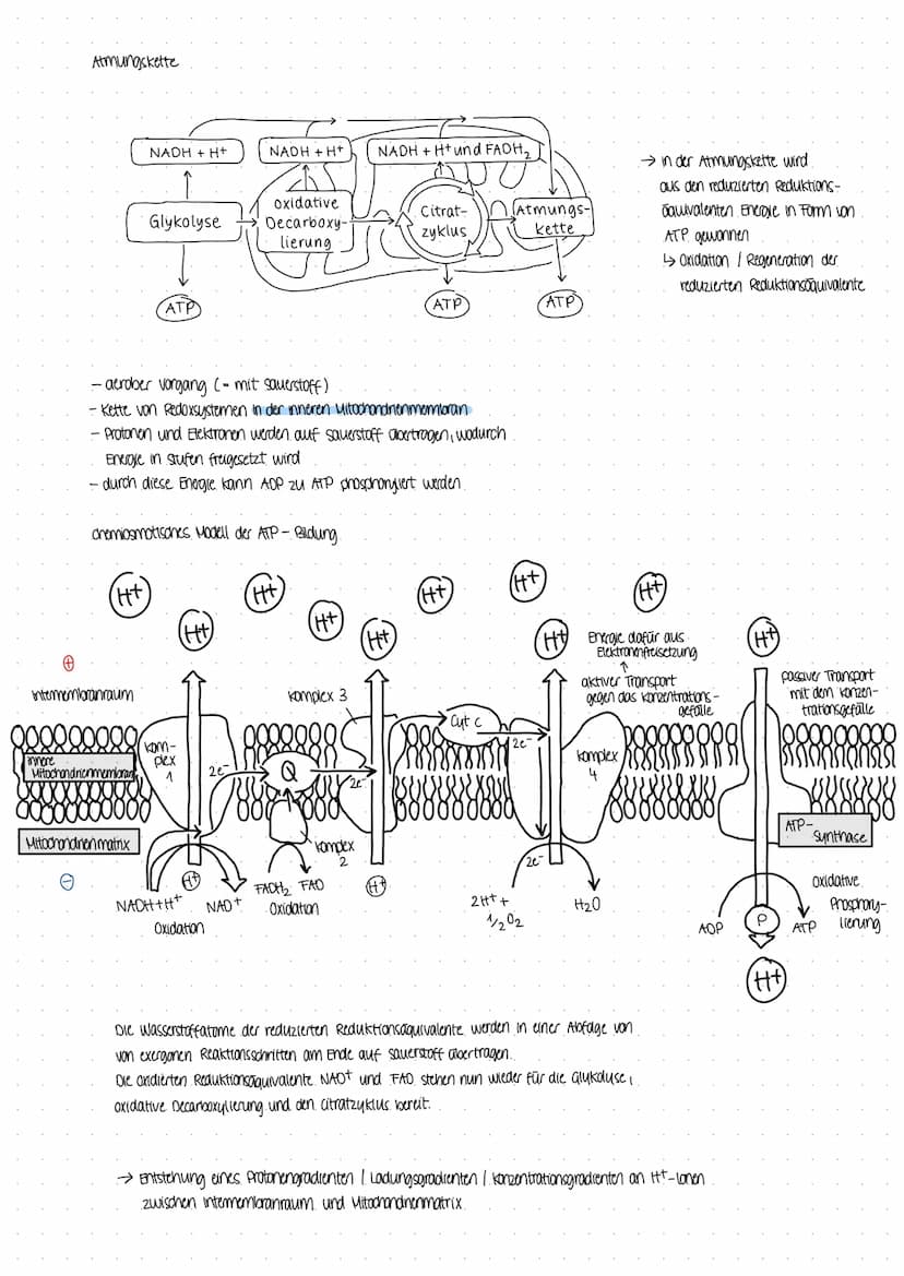 BIOLOGICARBEIT
am 07.12 22 BIOLOGICARBEIT am 07.12 22.
THema Enzyme in Struktur- und Funktionsbeziehungen
- Enzyme als Biokatalysatoren
Defi