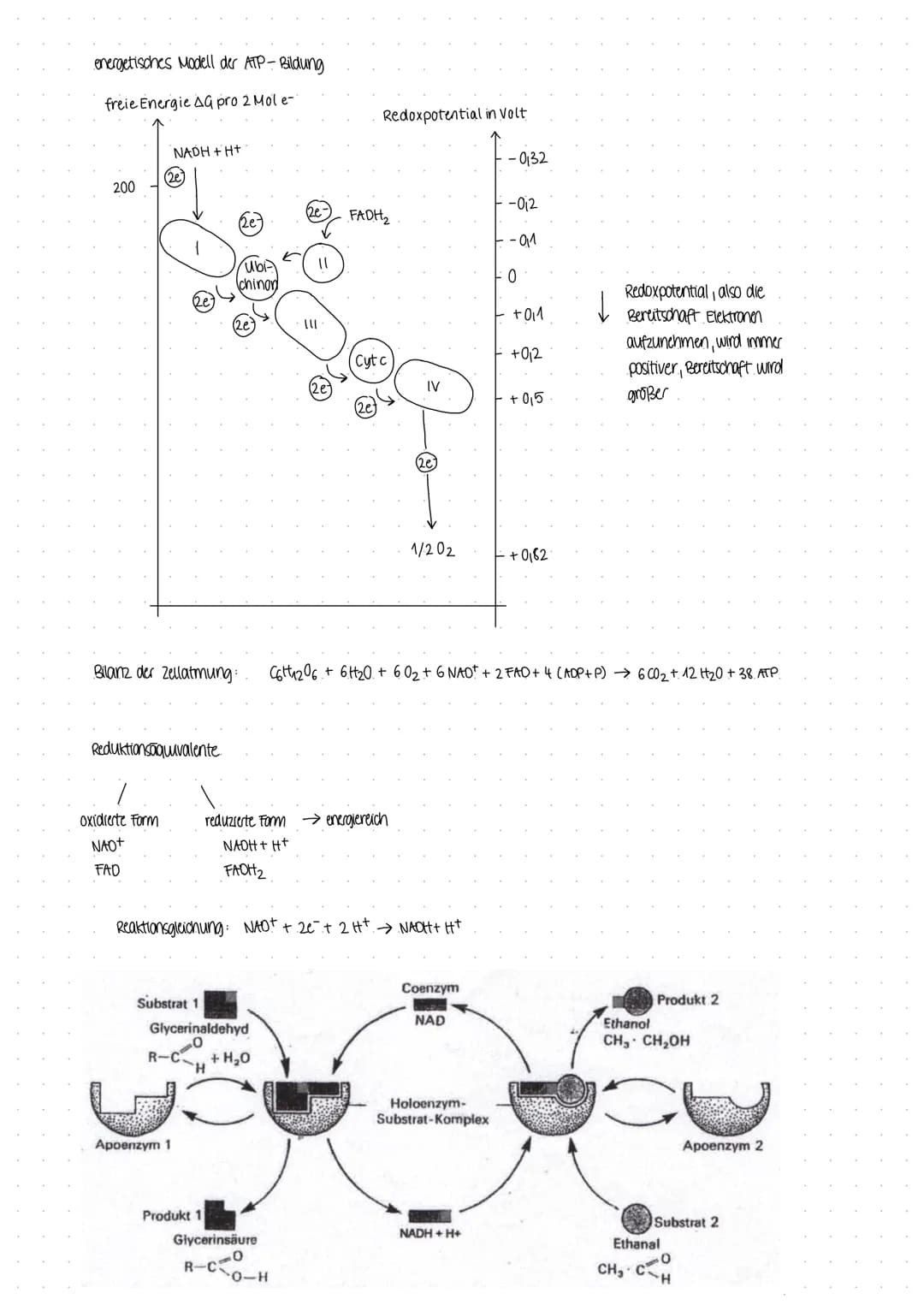 BIOLOGICARBEIT
am 07.12 22 BIOLOGICARBEIT am 07.12 22.
THema Enzyme in Struktur- und Funktionsbeziehungen
- Enzyme als Biokatalysatoren
Defi