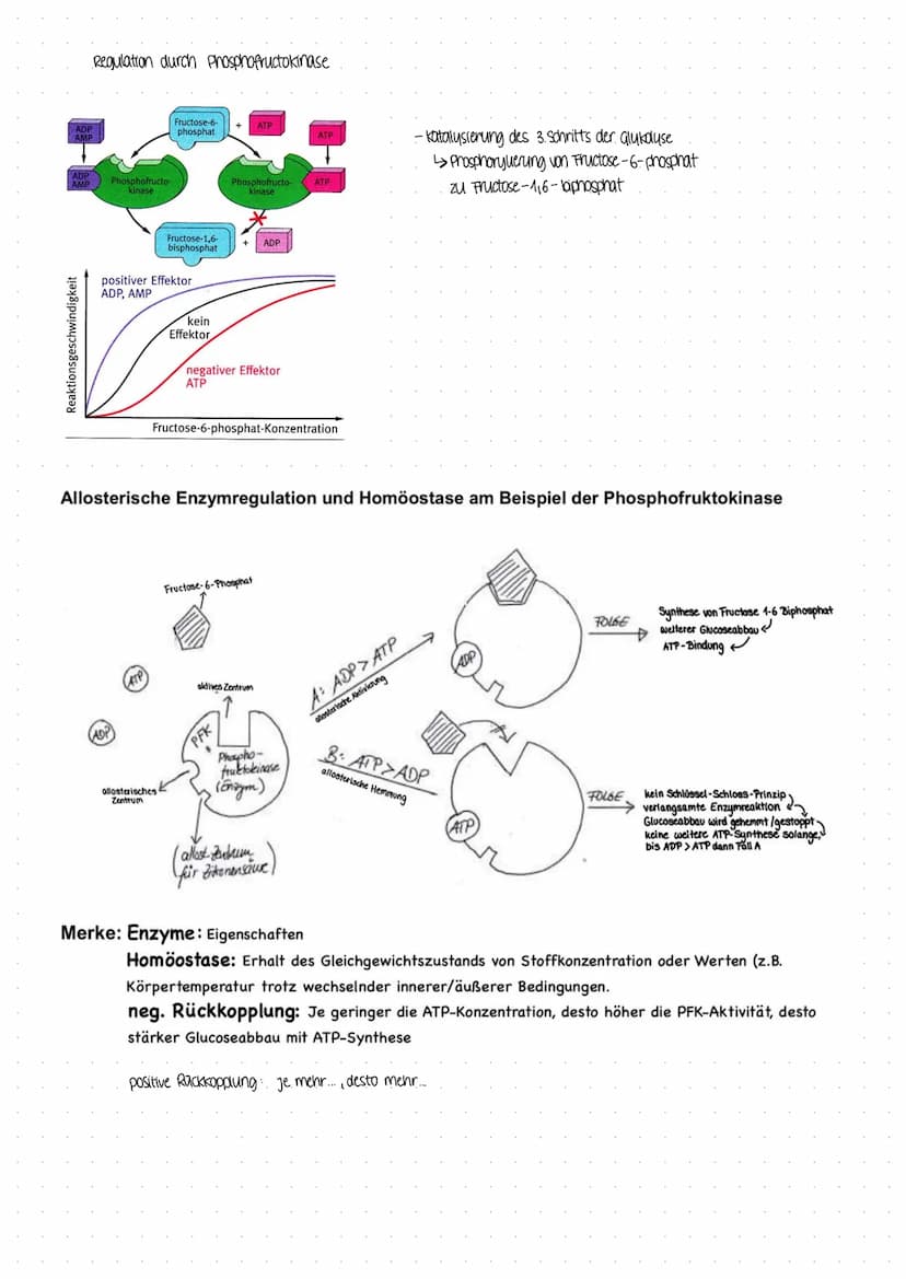 BIOLOGICARBEIT
am 07.12 22 BIOLOGICARBEIT am 07.12 22.
THema Enzyme in Struktur- und Funktionsbeziehungen
- Enzyme als Biokatalysatoren
Defi