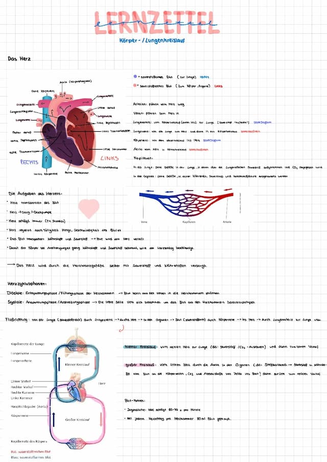 Know Herz- und Lungenkreislauf, EKG, Blut, Sportlerherz thumbnail