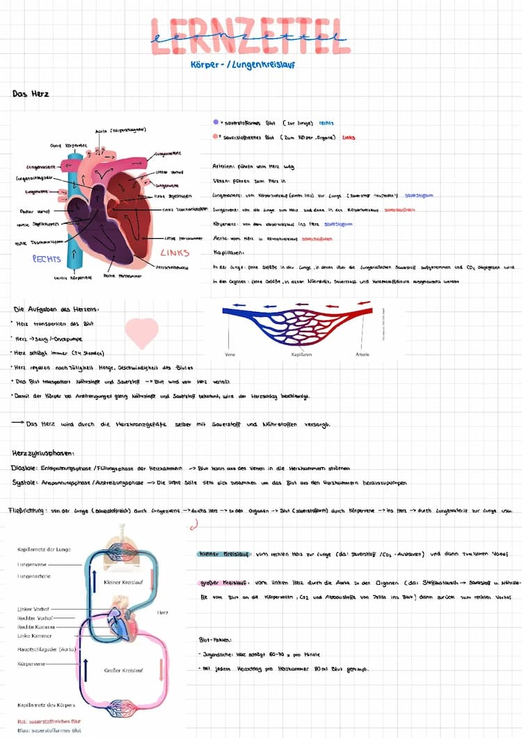 Know Herz- und Lungenkreislauf, EKG, Blut, Sportlerherz thumbnail