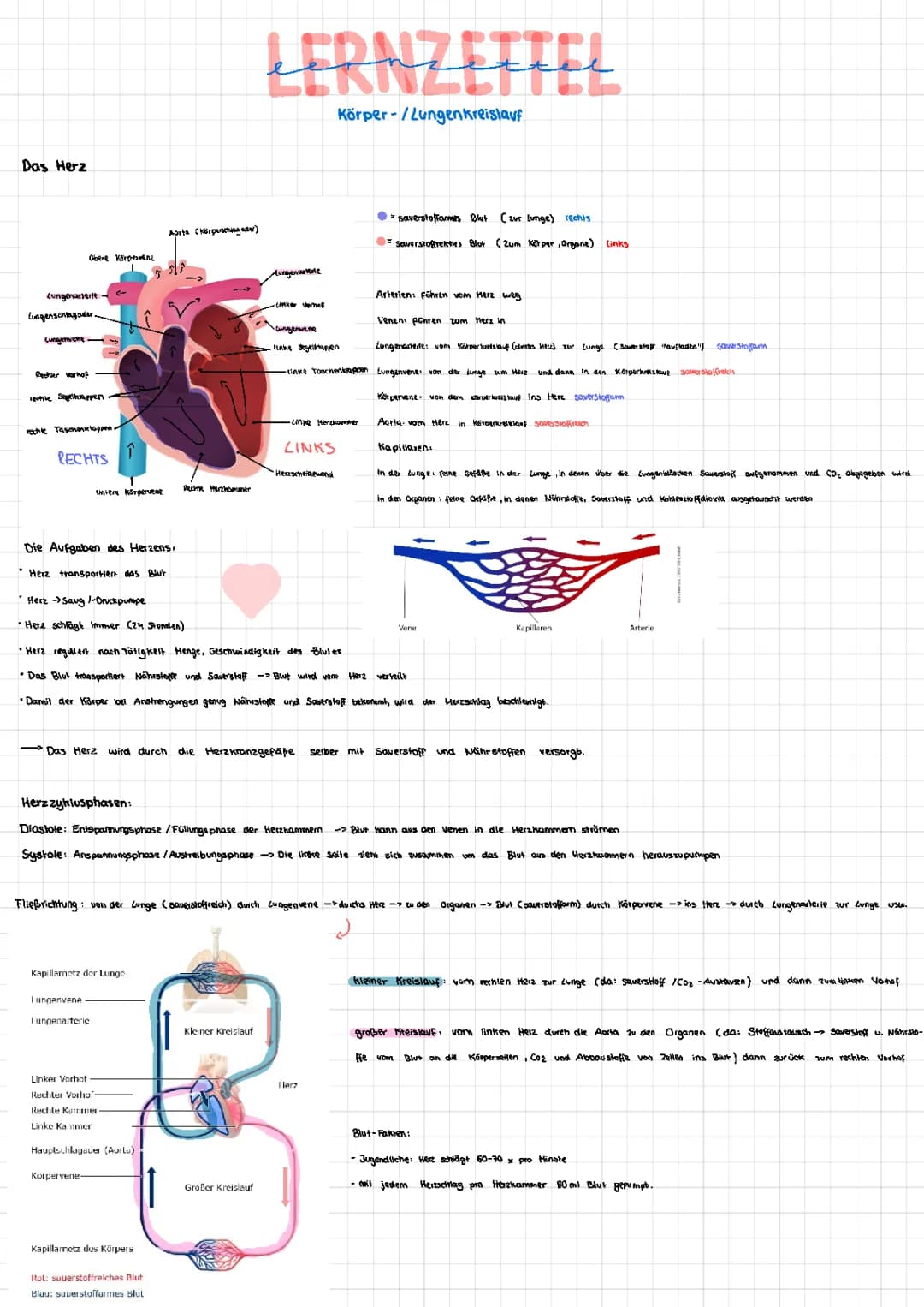 Herz- und Lungenkreislauf, EKG, Blut, Sportlerherz