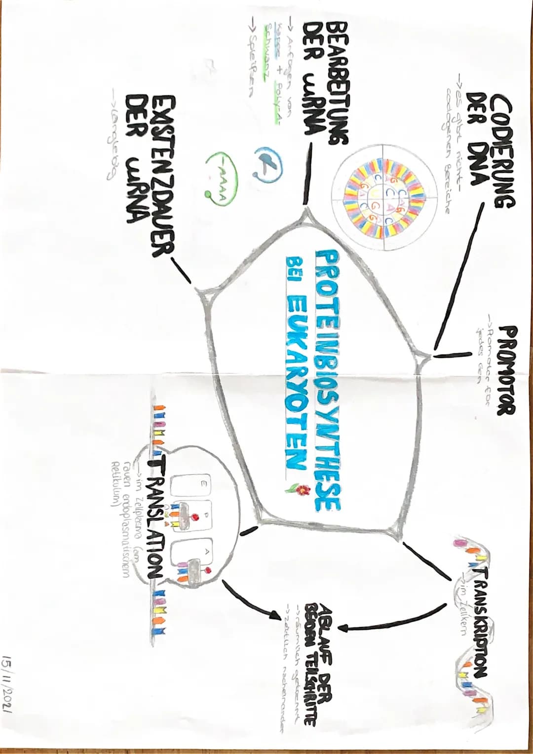 CODIERUNG
DER DNA
es gibt nicht-
codlogenen Bereiche
BEARBEITUNG
DER RNA
Kappe + Poly-A-
Schwanz
->Sple Pen
R
CAG
-AAAA
PROMOTOR
->Romoter f