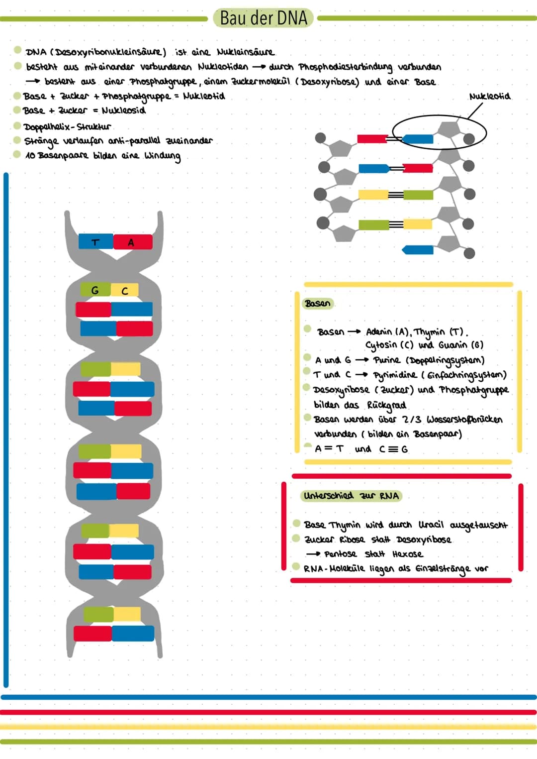 Bau der DNA
DNA (Desoxyribonukleinsäure) ist eine Nukleinsäure
besteht aus miteinander verbundenen Nukleotiden durch Phosphodiesterbindung v