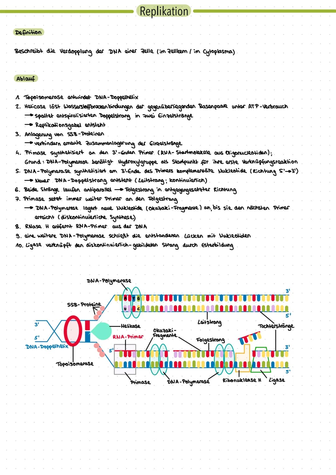 Bau der DNA
DNA (Desoxyribonukleinsäure) ist eine Nukleinsäure
besteht aus miteinander verbundenen Nukleotiden durch Phosphodiesterbindung v