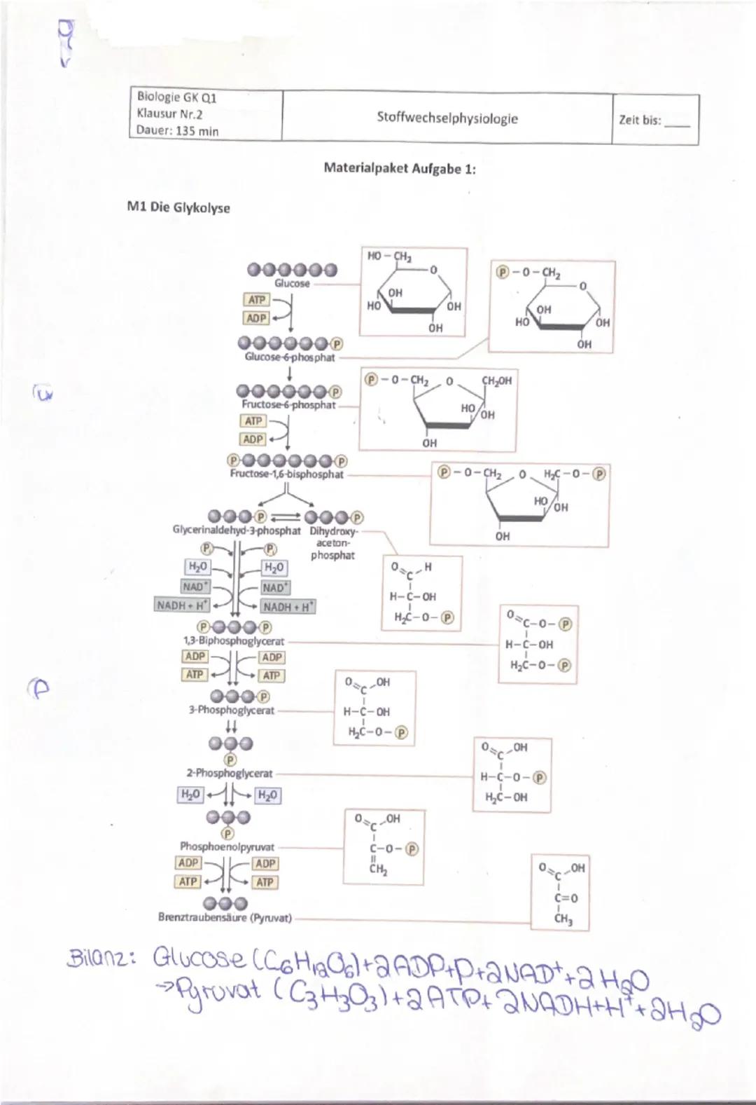 # Biologie GK Q1
# Klausur Nr.2
# Dauer: 135 min

Stoffwechselphysiologie
Zeit bis: _____

**Materialpaket Aufgabe 2: Wärmeerzeugung durch E