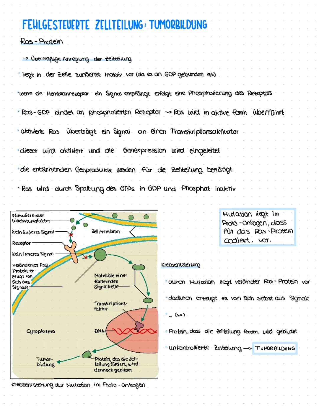 Tumorbildung — Fehlgesteurte Zellteilung