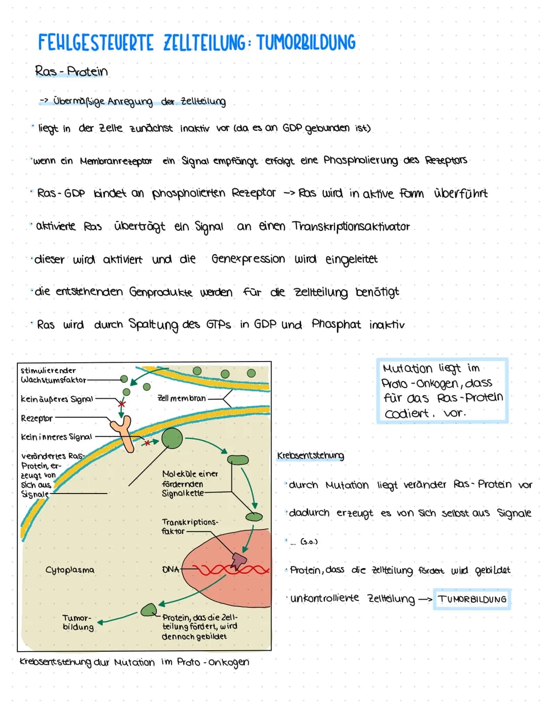 FEHLGESTEUERTE ZELLTEILUNG: TUMORBILDUNG
Ras-Protein
-> Übermäßige Anregung der Zellteilung
liegt in der Zelle zunächst inaktiv vor (da es a