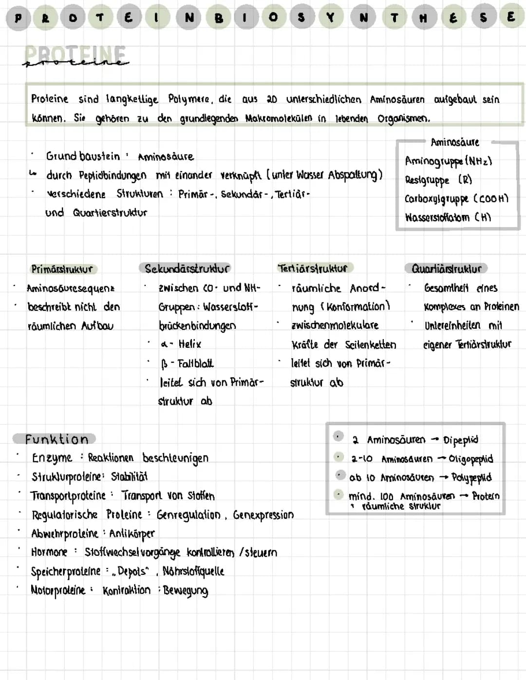 Proteinbiosynthese