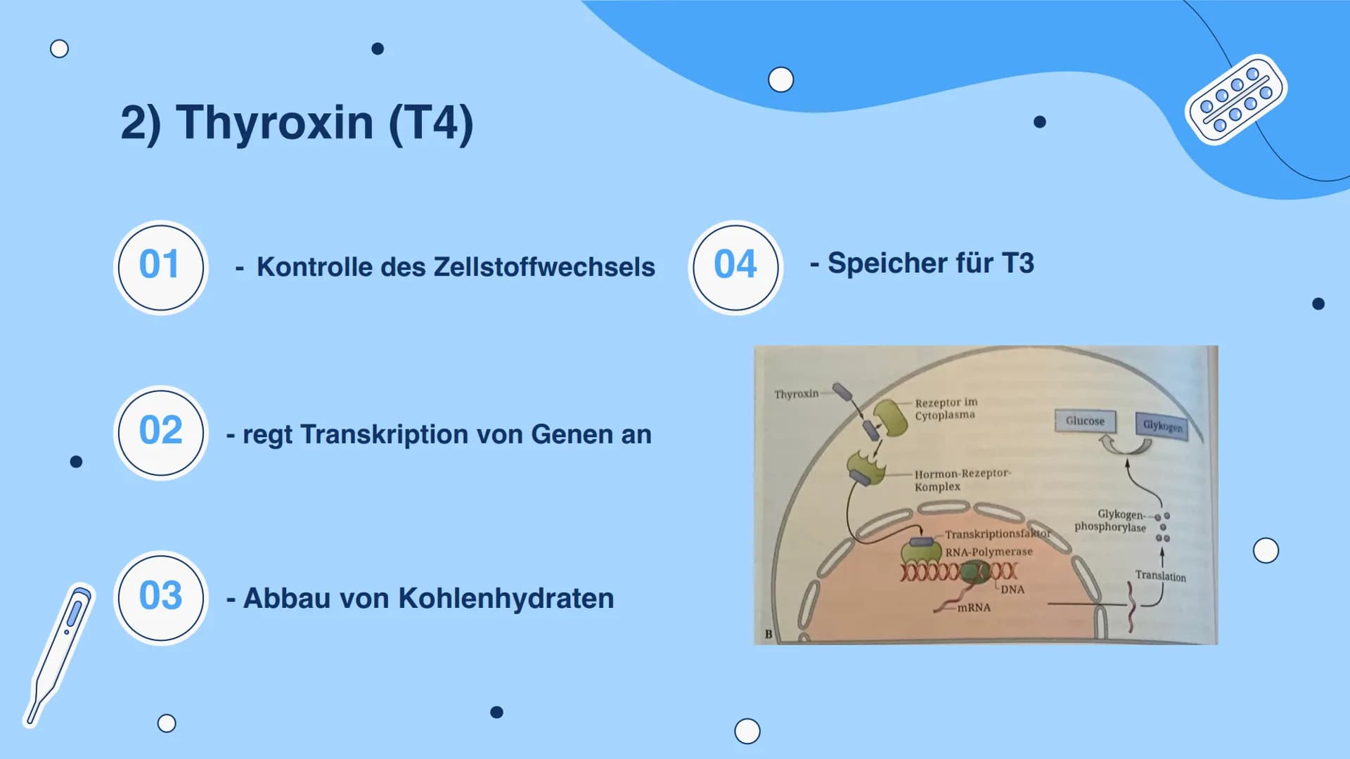 「tooooo
E
Die Schilddrüse
Hormonbiologie 0
Carla Ehret, Marleen Ehret, Nina Conrad Gliederung
Die Hormone der Schilddrüse
01
Regulation des 