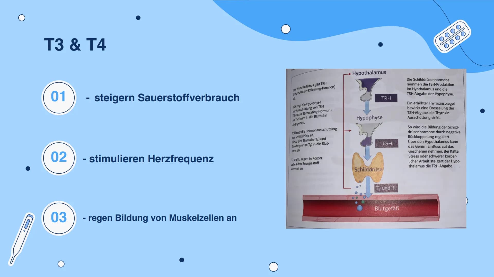 「tooooo
E
Die Schilddrüse
Hormonbiologie 0
Carla Ehret, Marleen Ehret, Nina Conrad Gliederung
Die Hormone der Schilddrüse
01
Regulation des 
