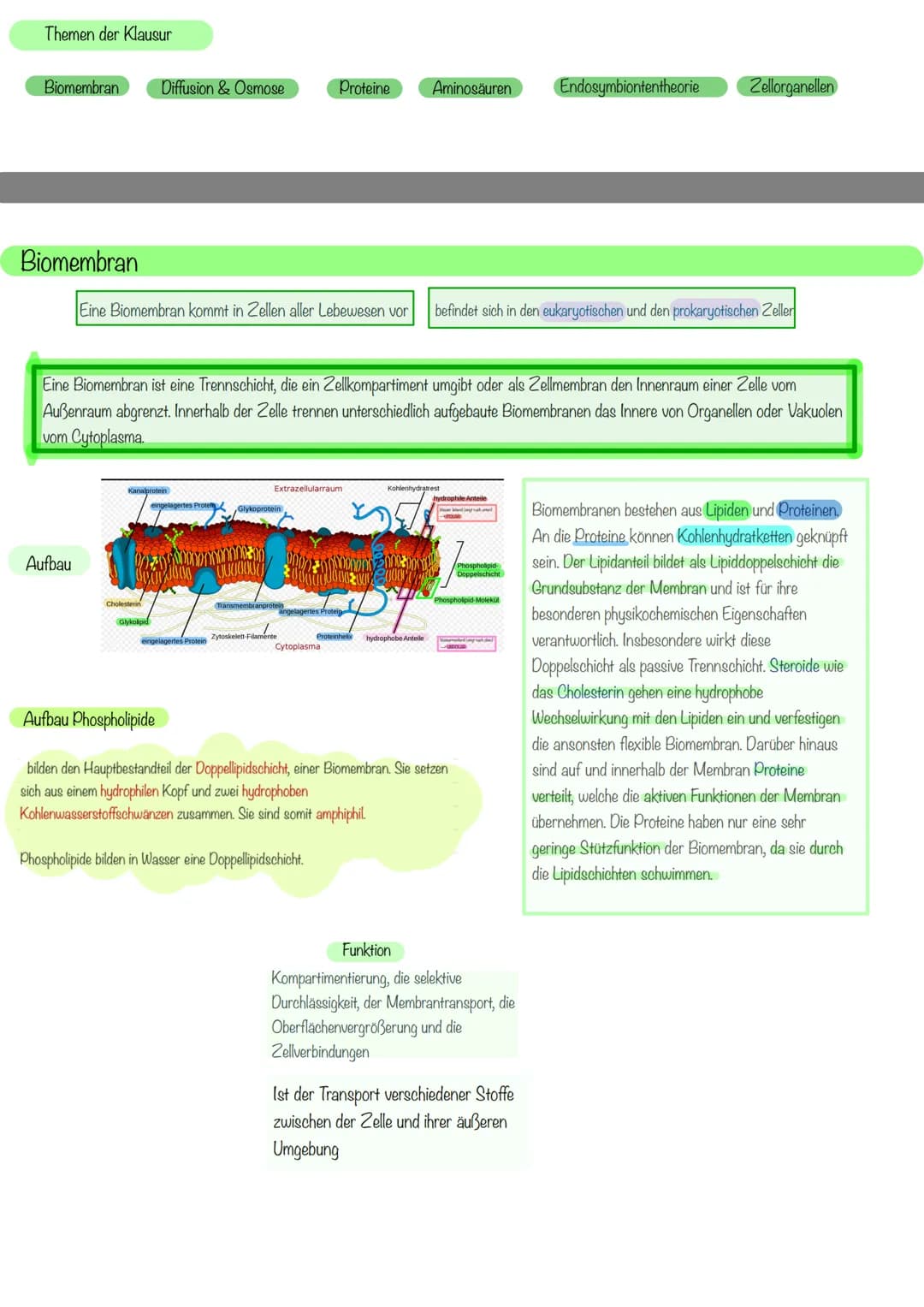 aboଠାମ Themen der Klausur
Biomembran Diffusion & Osmose
Biomembran
Aufbau
Eine Biomembran kommt in Zellen aller Lebewesen vor
Kanalprotein
C