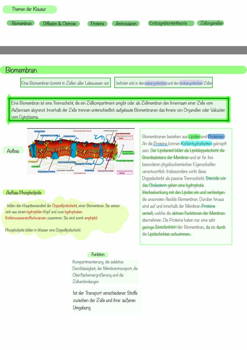 aboଠାମ Themen der Klausur
Biomembran Diffusion & Osmose
Biomembran
Aufbau
Eine Biomembran kommt in Zellen aller Lebewesen vor
Kanalprotein
C