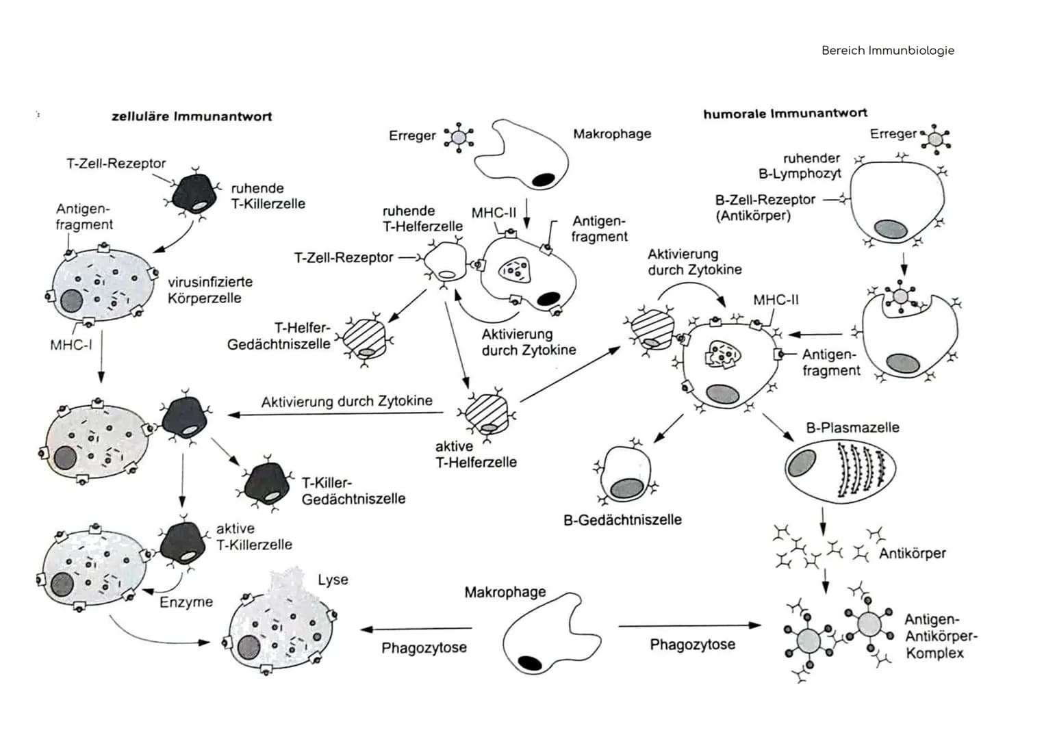 Immunbiologie
Übersicht der Blut und Zelltypen
Erythrozyten
(rote)
Leukozyten
(weiße)
Hämoglobin bindet Sauerstoff
und transportiert ihn zu 